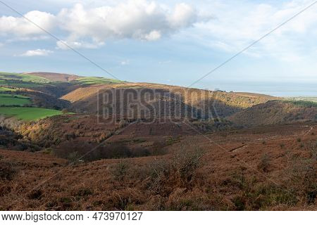 Horner Woods In Somerset