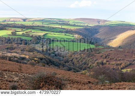 Horner Woods In Somerset