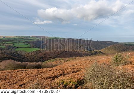 Horner Woods In Somerset