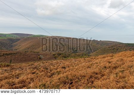 Horner Woods In Somerset