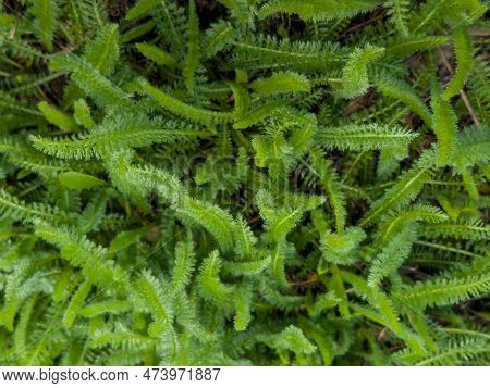 Young Green Leaves Of Yarrow On The Background Of Old Dry Grass In The Spring. The Latin Name Is Ach