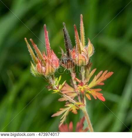 The Fruit Of The Carolina Crane's Bill (carolina Geranium). All Of This Native Plant Is Edible, But 