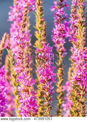 Summer Flowering Purple Loosestrife, Lythrum Tomentosum On A Green Blured Background.