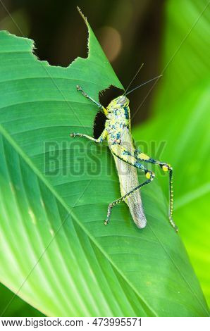A Javanese Grasshopper Is Feeding On A Green Leaf