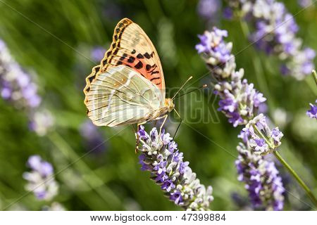 Beau papillon assis sur des Plants de lavande