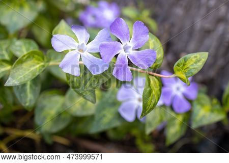 Vinca Major, With The Common Names Bigleaf Periwinkle, Large Periwinkle, Greater Periwinkle And Blue