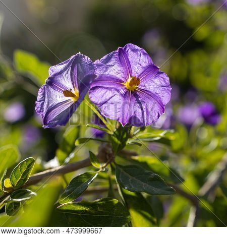 Solanum Is A Large And Diverse Genus Of Flowering Plants, Which Include Three Food Crops Of High Eco