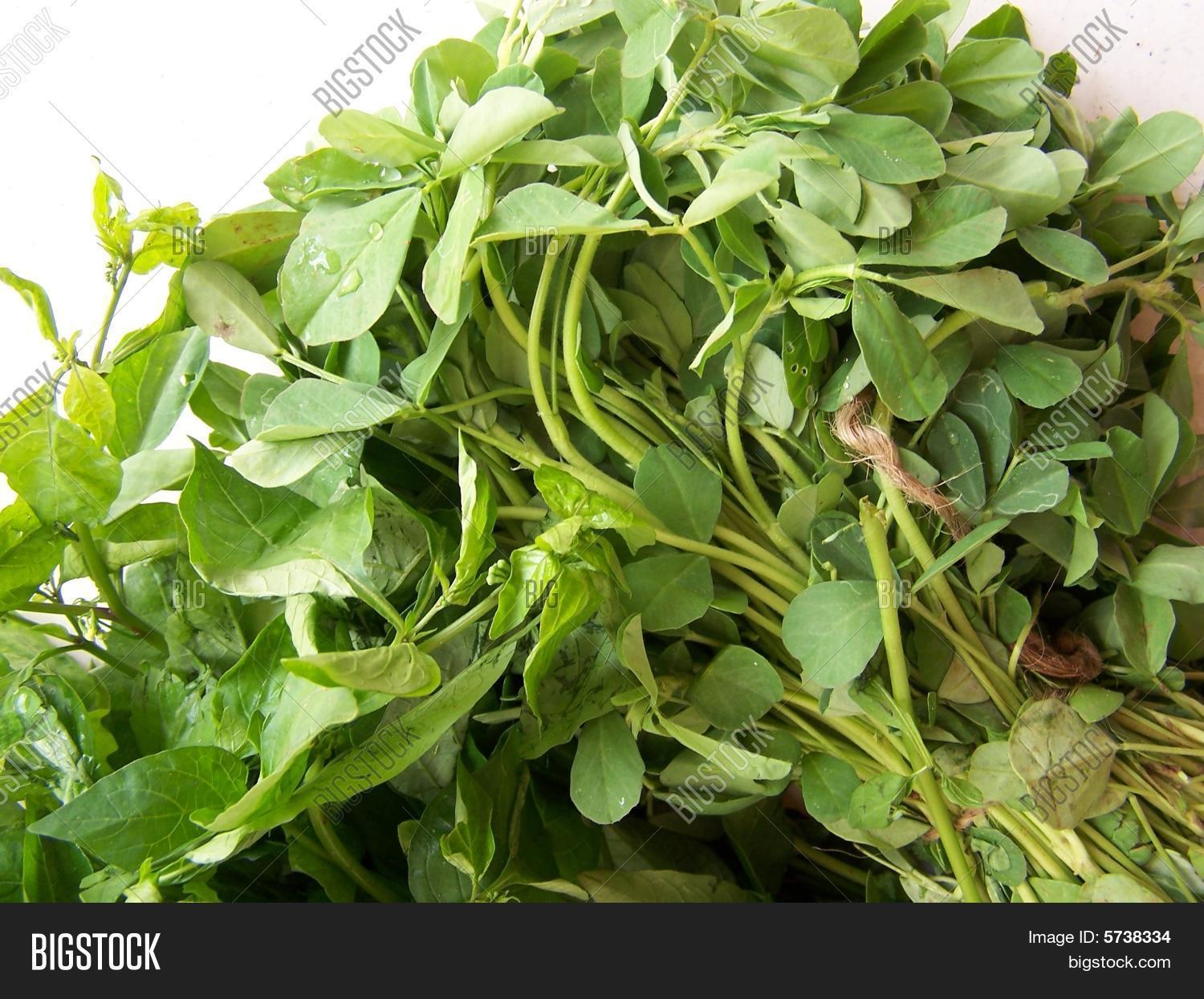 FENUGREEK LEAVES Image & Photo (Free Trial) Bigstock