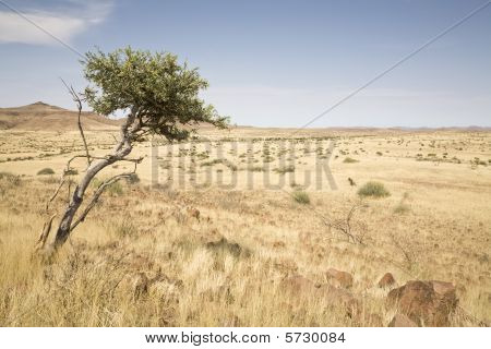 Damaraland