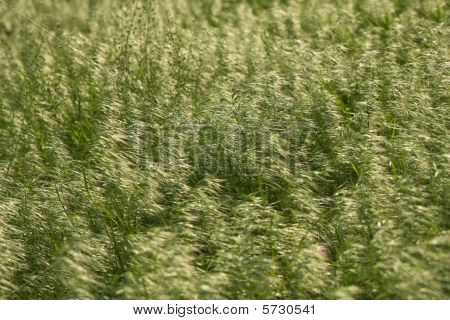 Fundo de grama de Brome