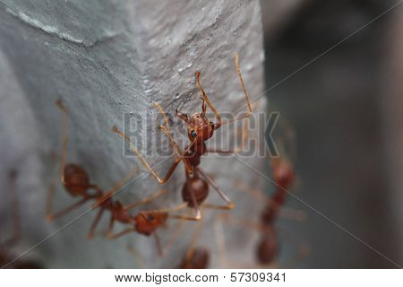 Marco View Of A Red Imported Fire Ant