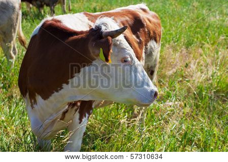?ow On Pasture Summer