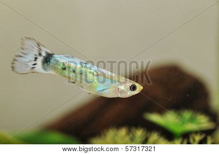 Portrait of a Guppy