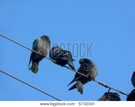 Pigeons. Wires.