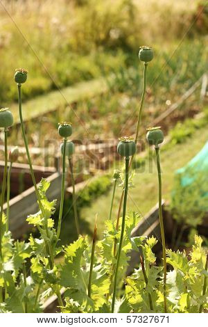 Poppy seed heads