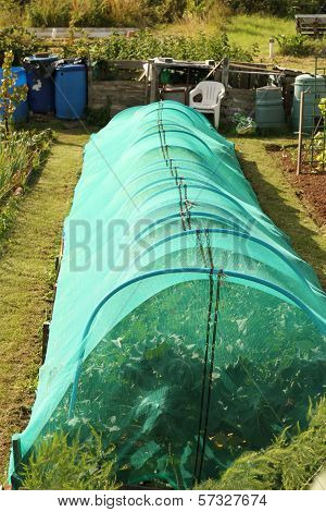 Netting used to protect cabbage