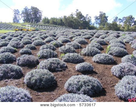 wie Lavendar wächst
