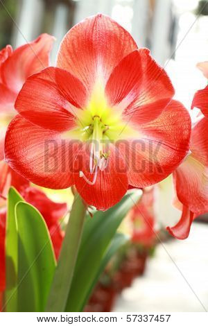 Hippeastrum johnsonii Bury