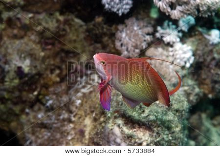Coral og Lyretail Anthias