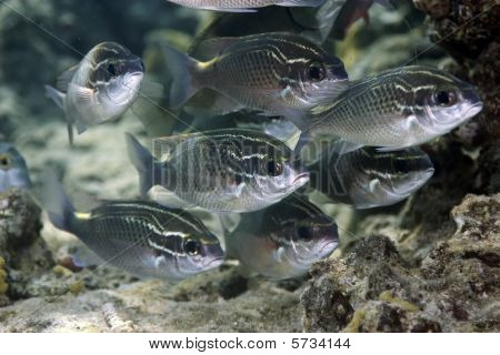 Arabische spinecheek