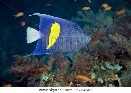 Yellowbar Angelfish