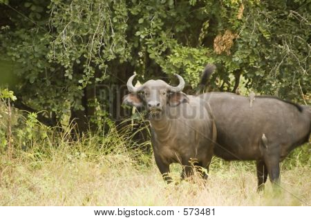 Buffalo pastva