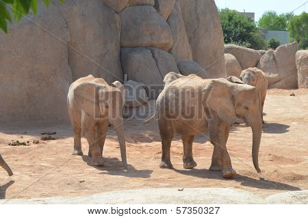 Elephants