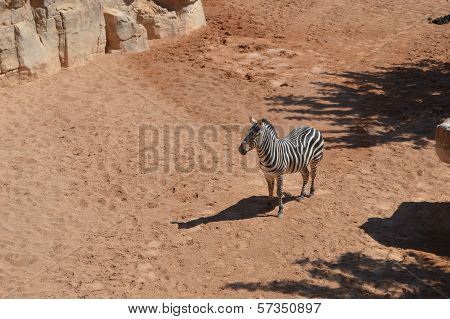 Lonely zebra