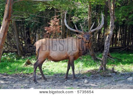 Wapiti Hirsch