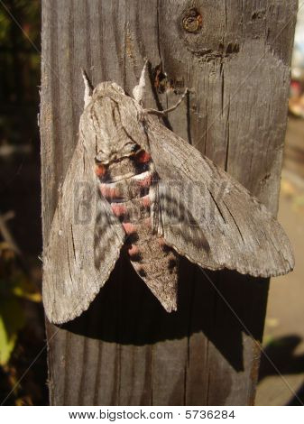 Polilla gris