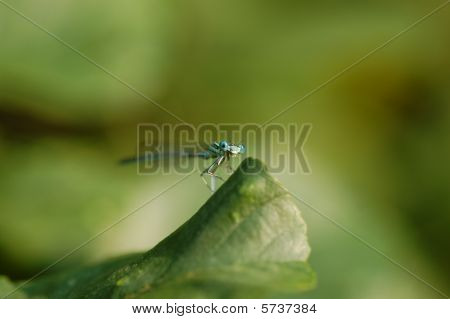 coenagrion puella (erkek)