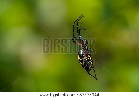 Black and Yellow Agriope Spider