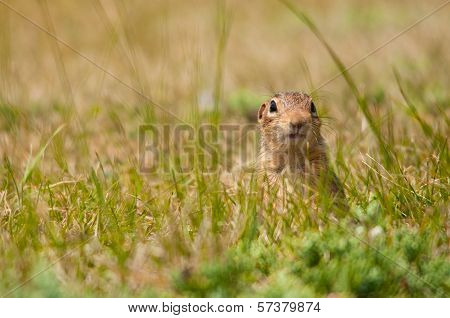 Thirteen-lined Ground Squirrel