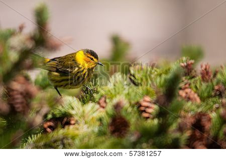 Cape May Warbler