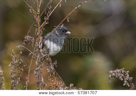 Dark-eyed Junco
