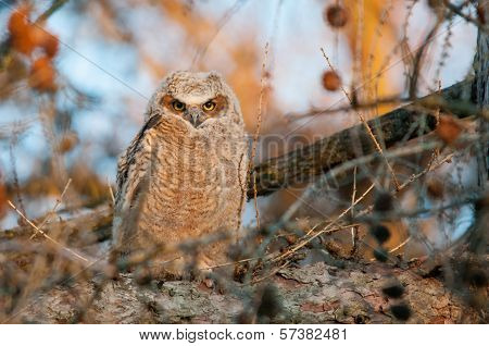 Great Horned Owlet