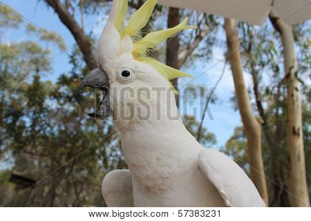Squawking Cockatoo