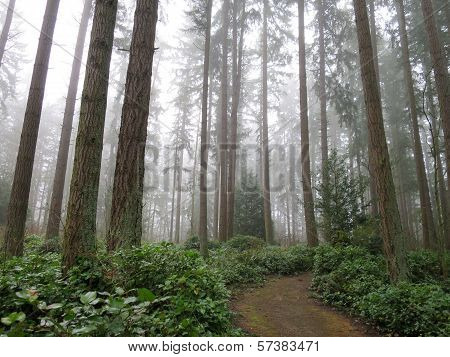 Forest in the Fog