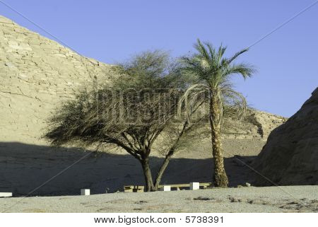 Palm Tree und Baum