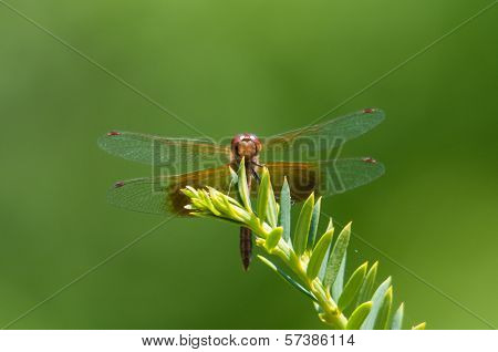 Band-winged Meadowhawk