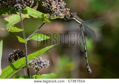 Great Spreadwing
