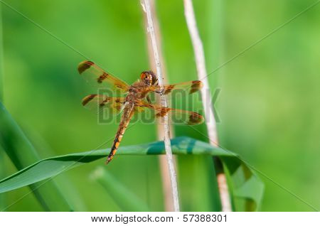 Painted Skimmer
