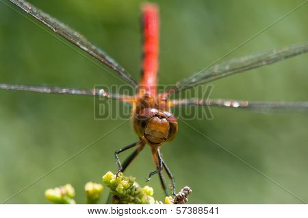 Ruby Meadowhawk