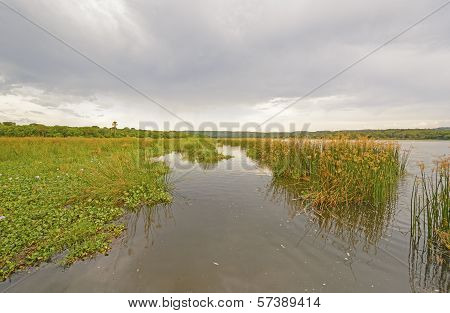 Marshland On A Wild River