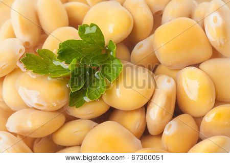 Lupines