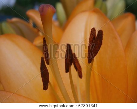 pistil and stamens