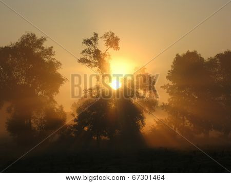 Sun Trees