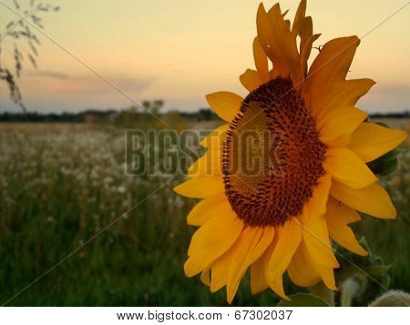 flower sun