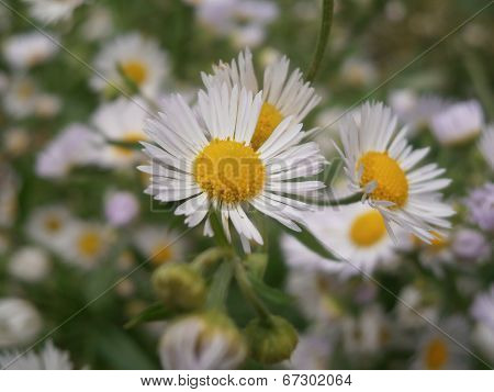 wild camomile