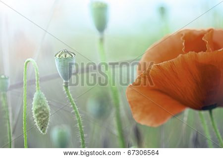 poppy flowers macro with seed pod and red flower detail. Spring wildflower background, Papaver rhoeas, the symbol of Flanders fields. 